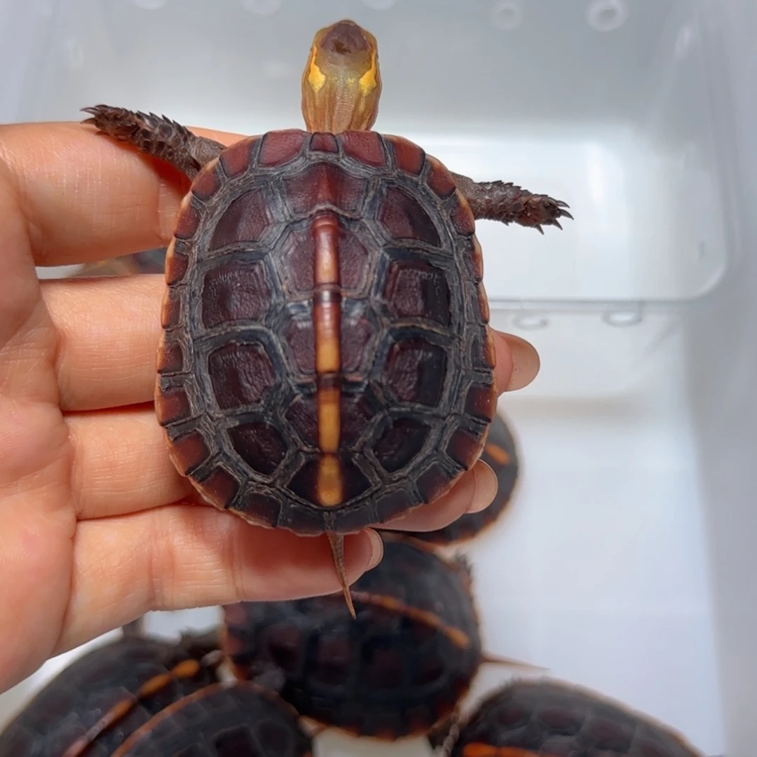 宠物龟不分公母黄缘龟苗