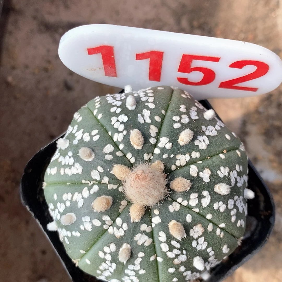 1152七愣兜福利来