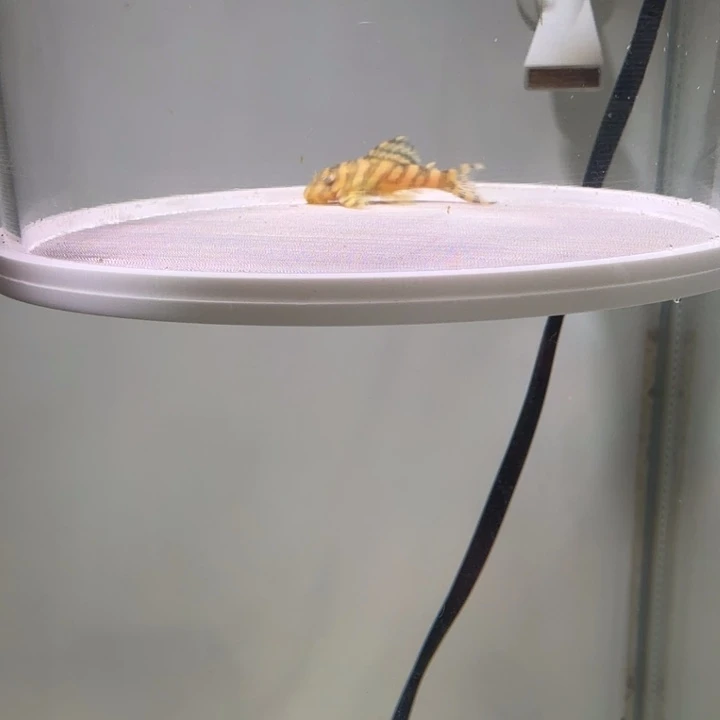 海水鱼8号皇室333