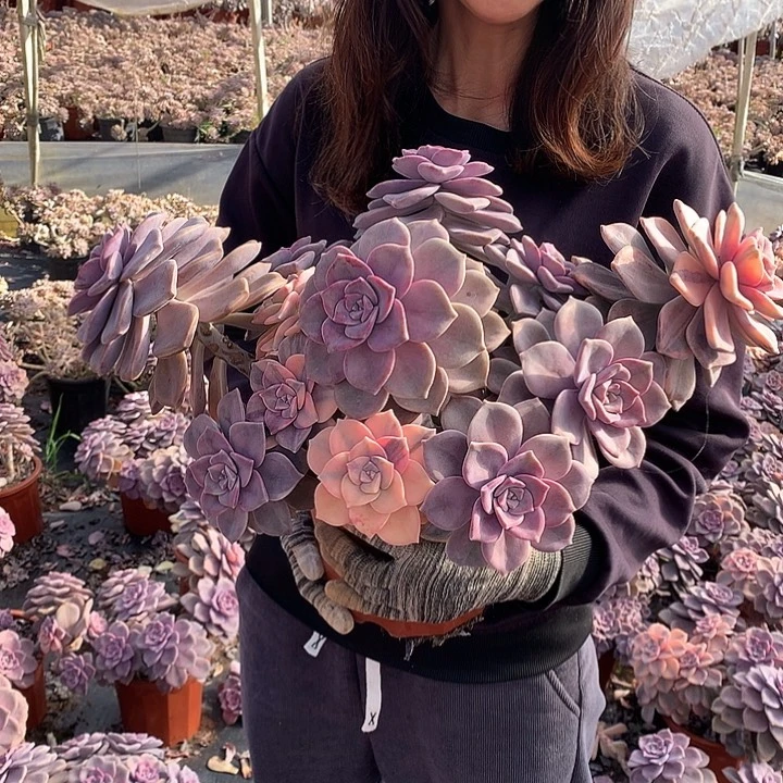 P***l674 紫乐锦 一物一拍