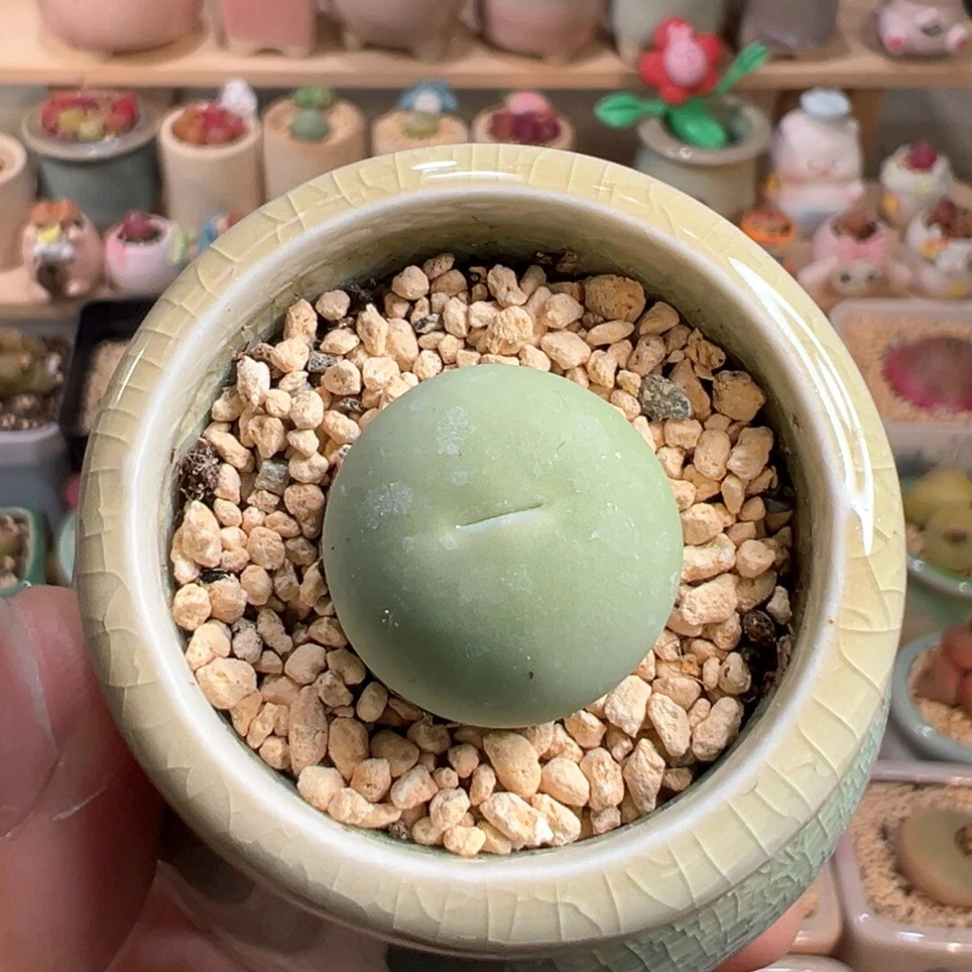 多肉植物42号鸽子蛋