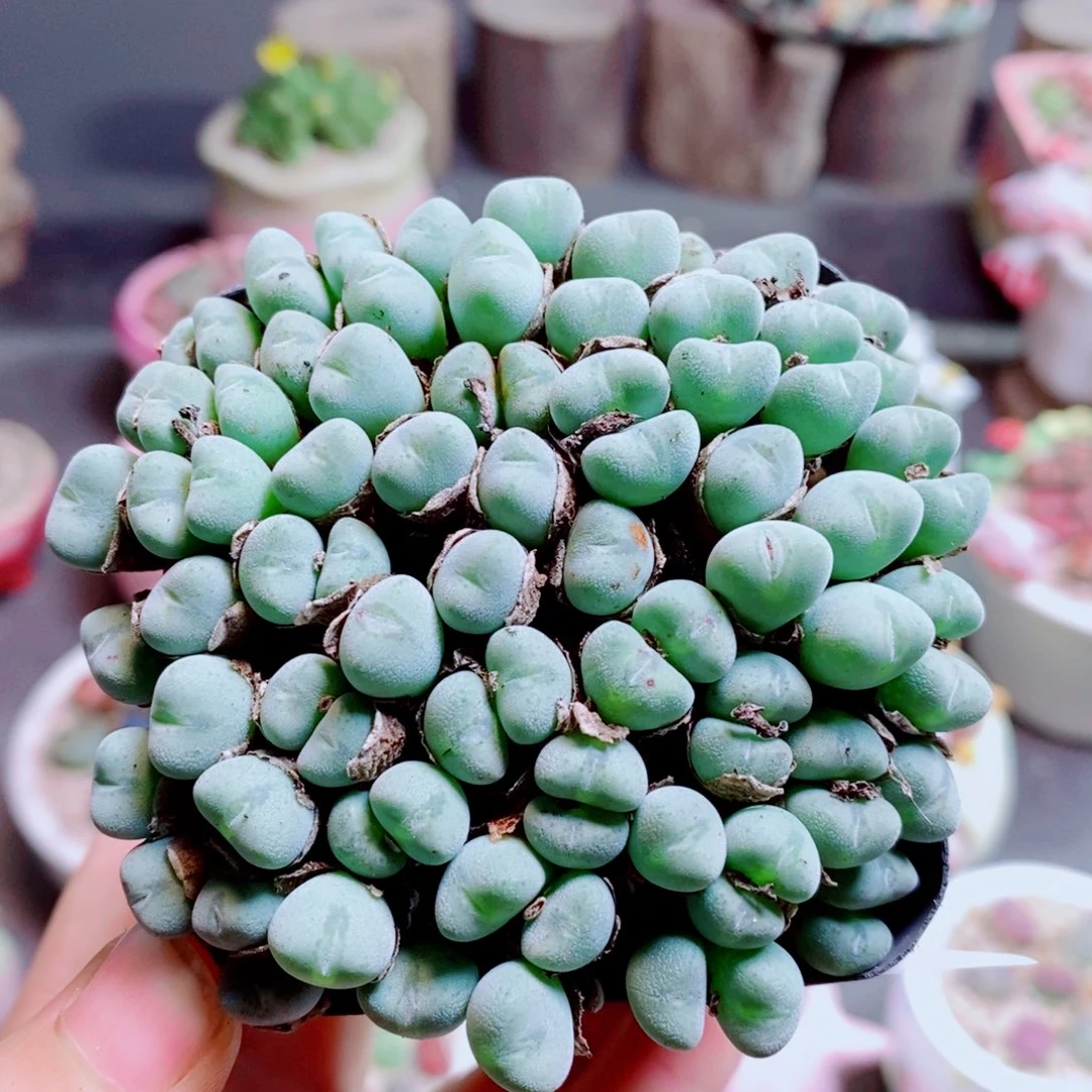 生石花花花花花花花花428