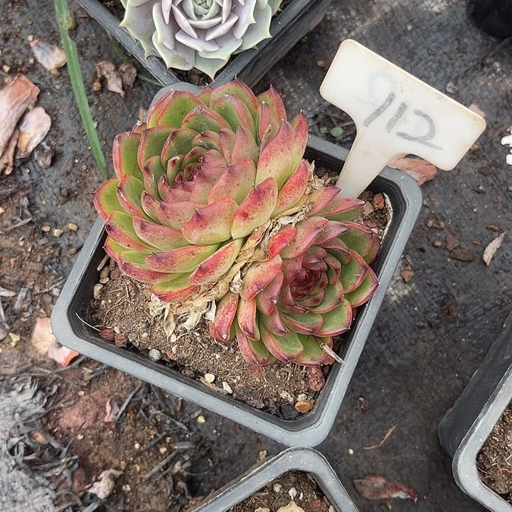 多***迷晨语多肉，一物一拍112