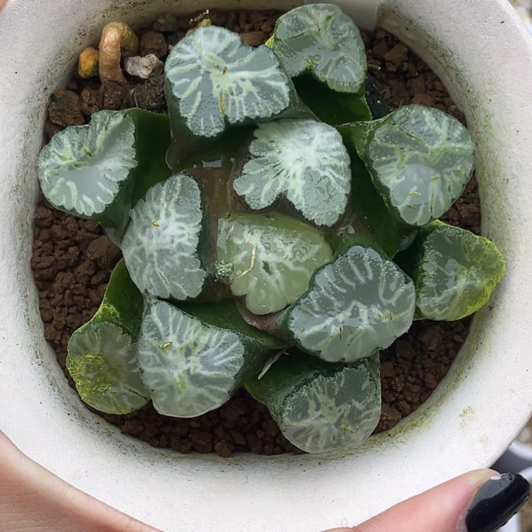 77巨大化火烧云万象十二卷多肉