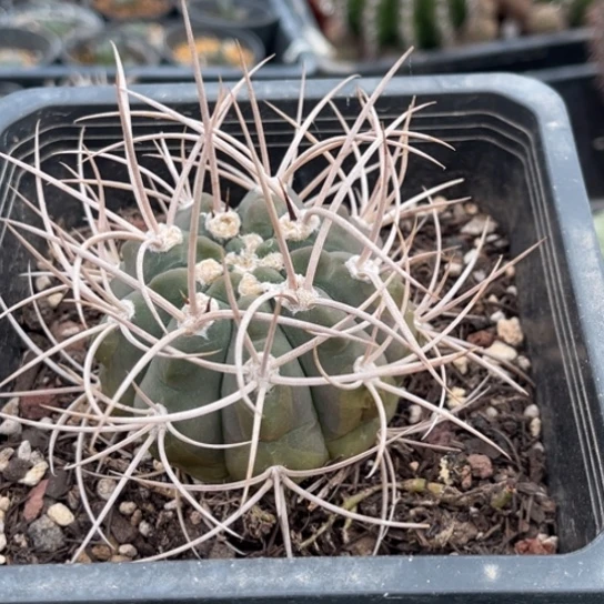当前无花栽培后可以开花实生狂刺光林玉