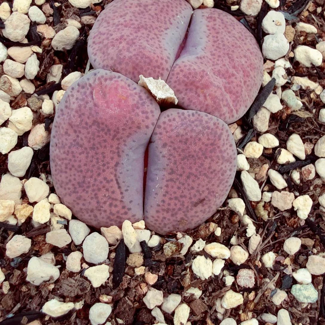 你们吃的饭我先不说205