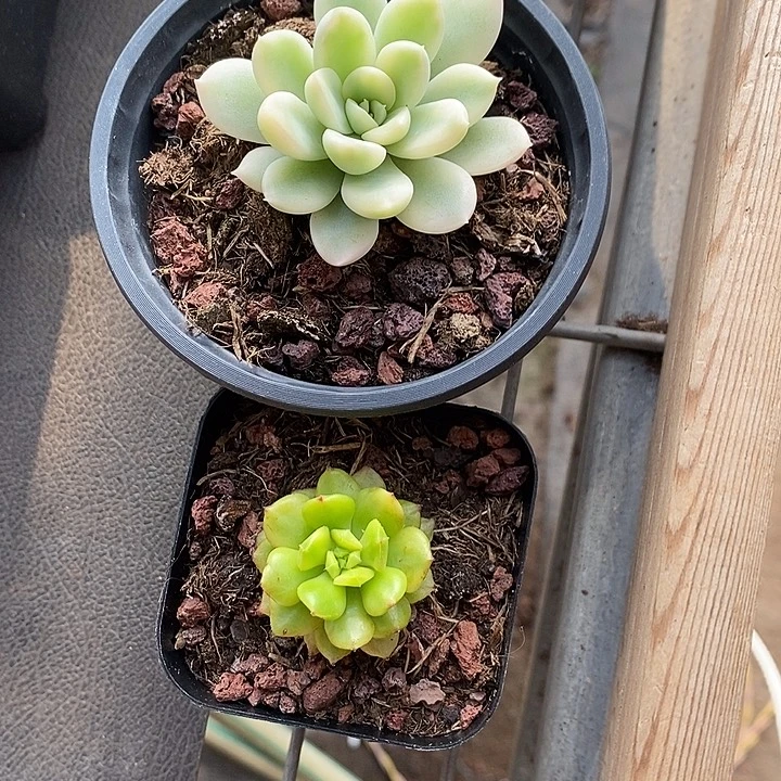 梭***商两颗多肉植物多肉