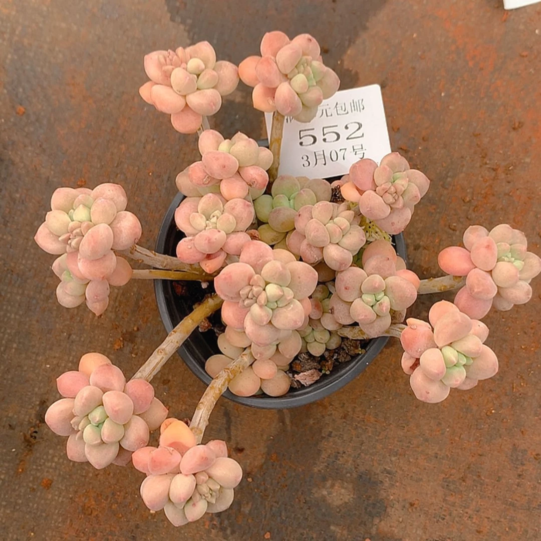 【闪购商品】云552