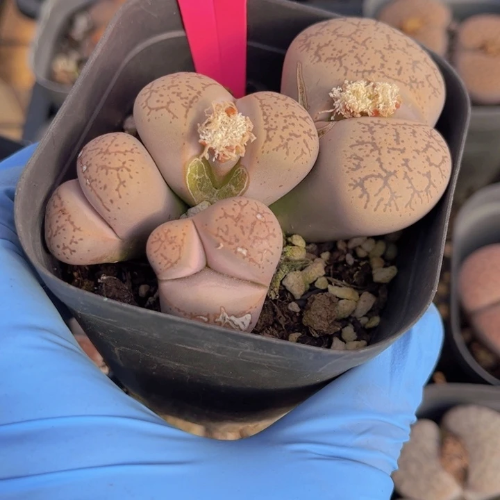 437号88888888888888