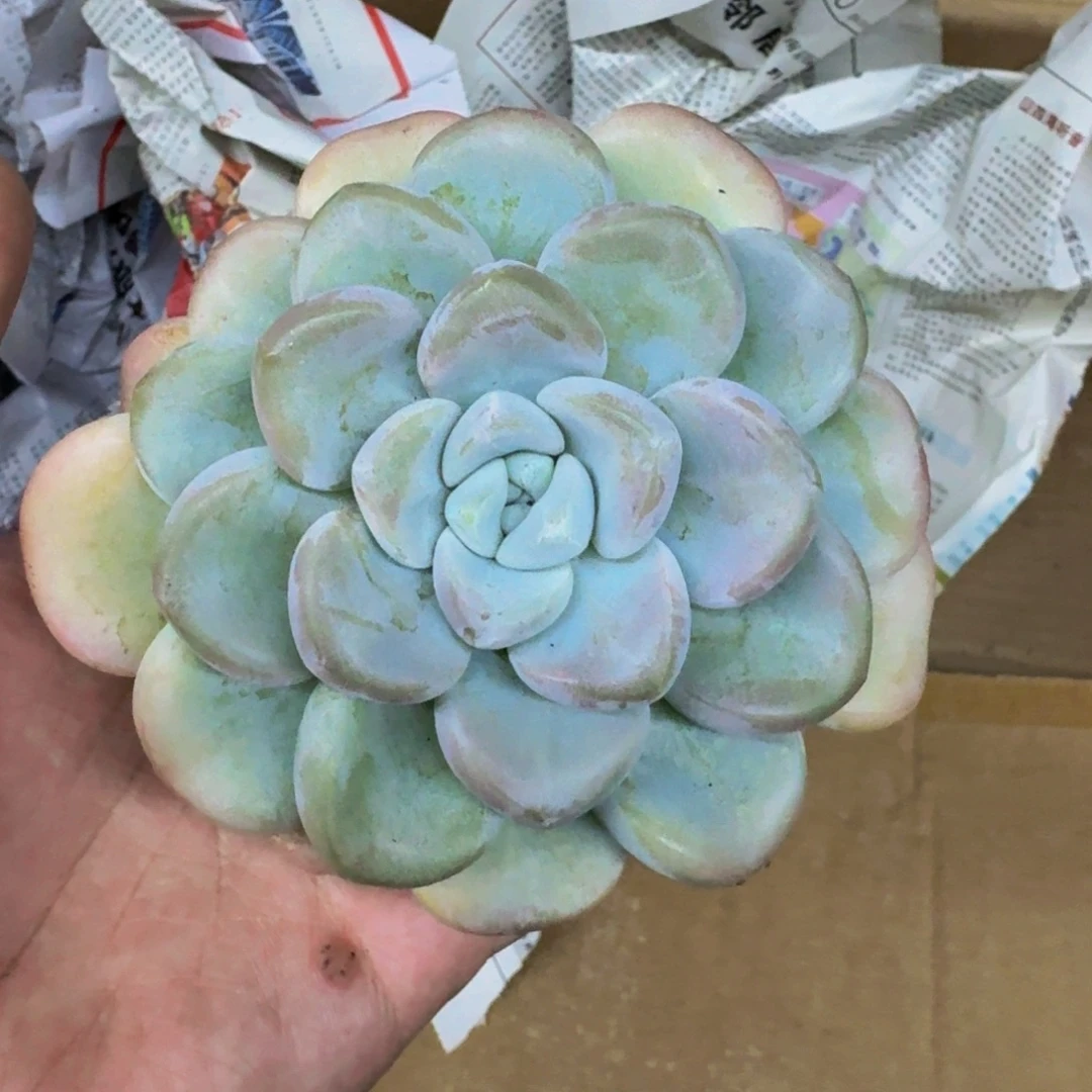 玉麒麟 单头 一物一拍