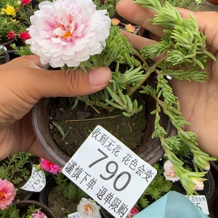 无花朵790超小苗盆口10cm