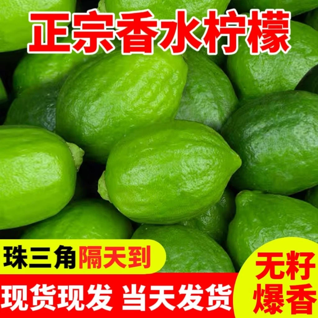 广东香水柠檬次一级果新鲜无籽现摘果园奶茶店专用批发
