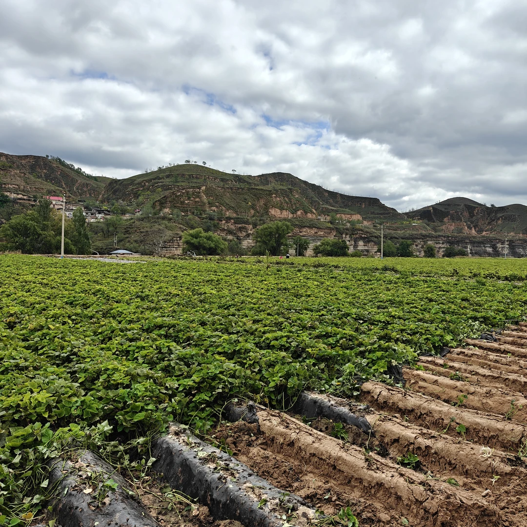 红薯 绥德崔家湾沙地红薯