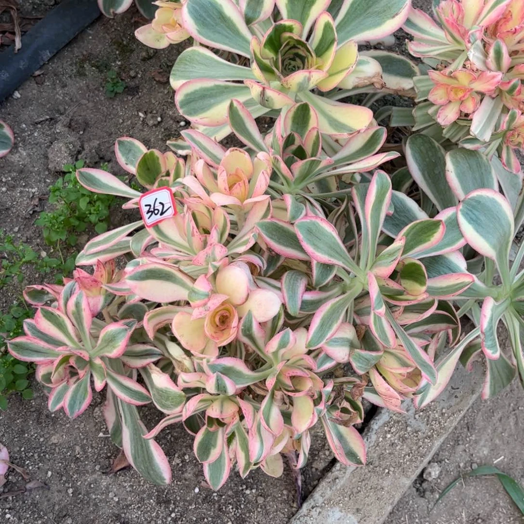 362多肉植物艳姿锦