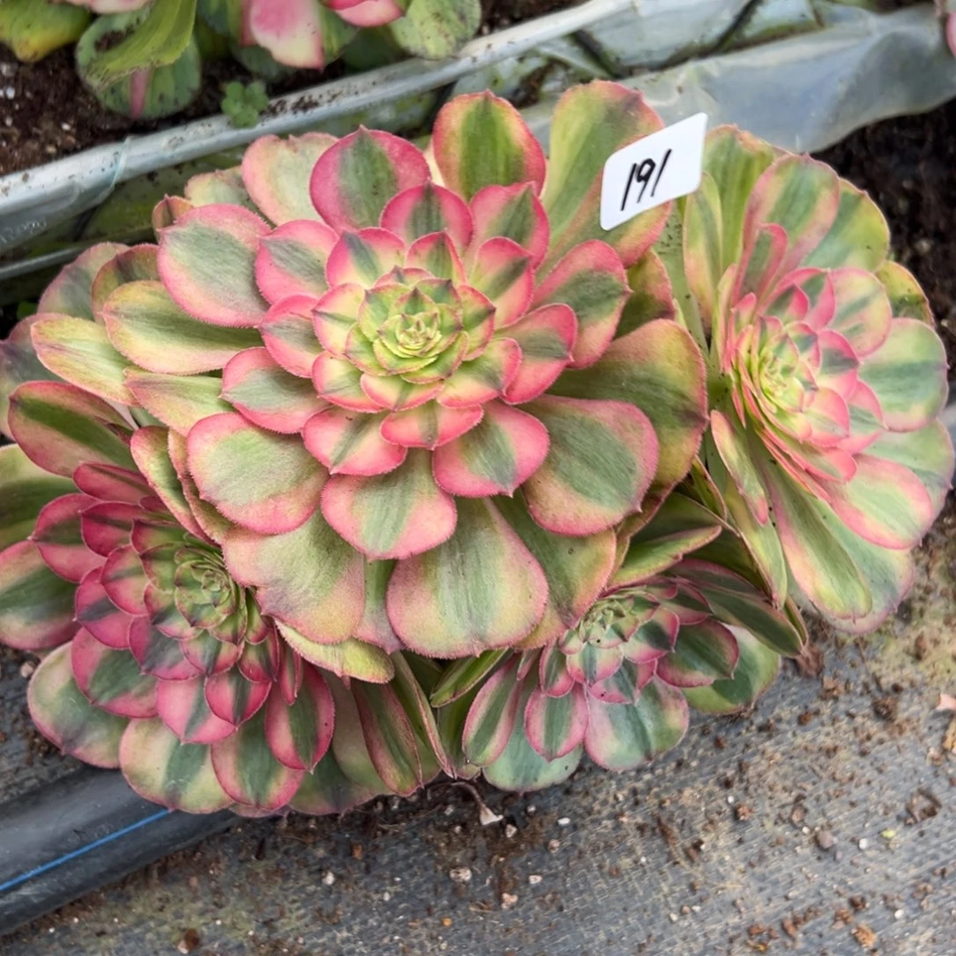 191万白缀多肉系紫