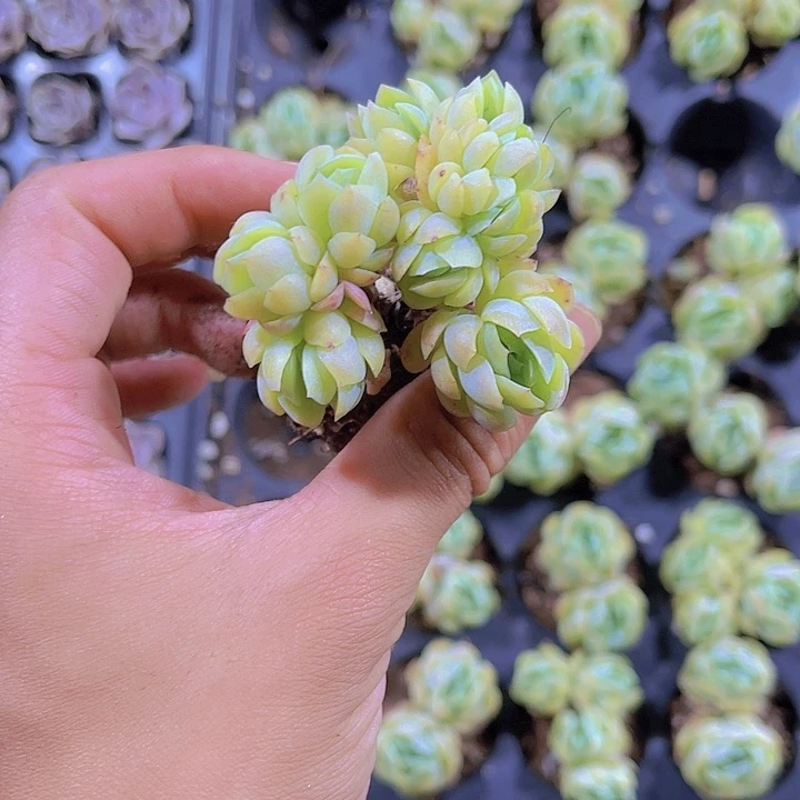 精品奶油贝瑞多肉植物
