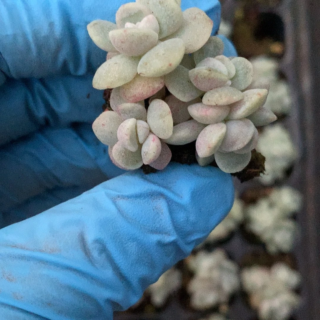 多肉植物一物一拍