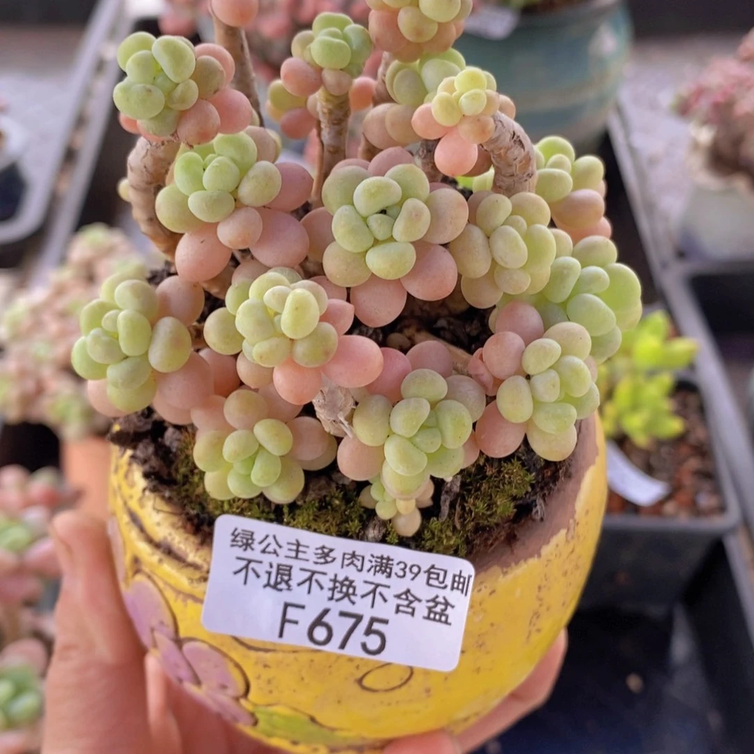 花朵鱼子酱老桩8cm675多肉植物