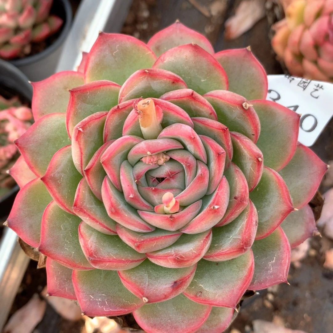 3340杂交多肉植物基地