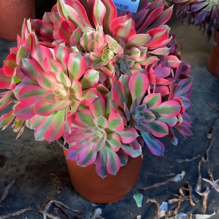 瑞妈，，，。。。。669。女巫，