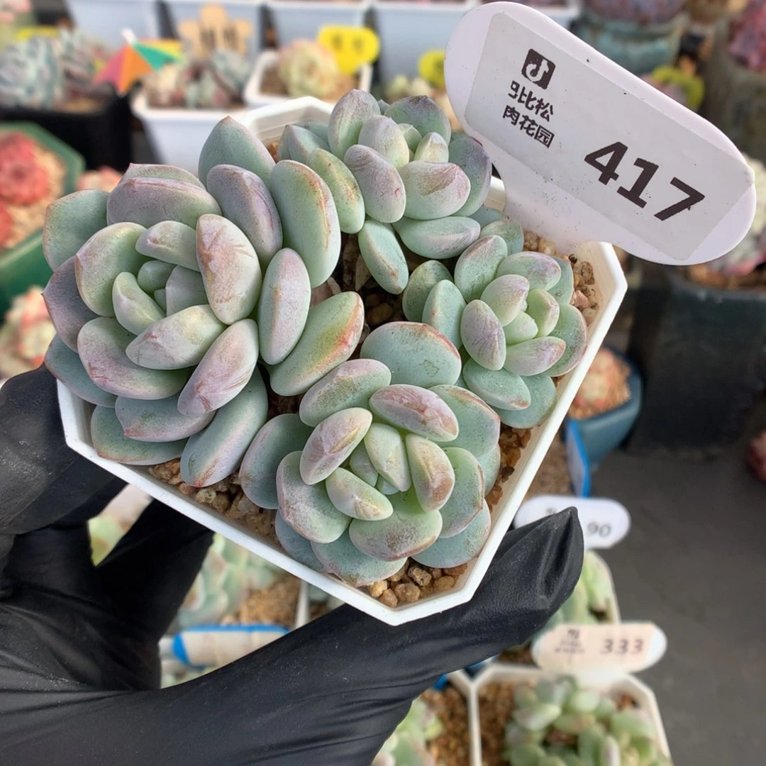 417 翡翠冰玉多肉