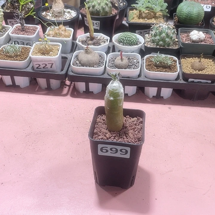 699雪露厚墩菊块根