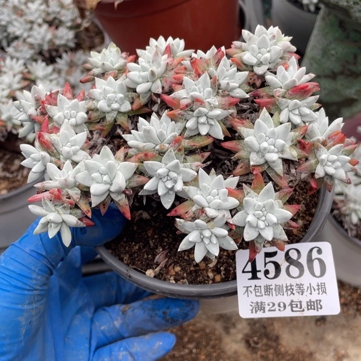 586号白菊多肉植物