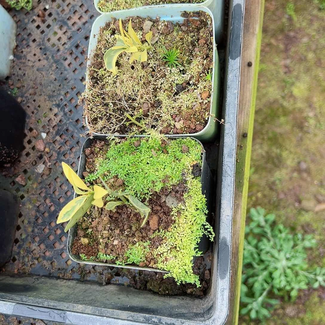 砖***工趣味把玩diy小苗