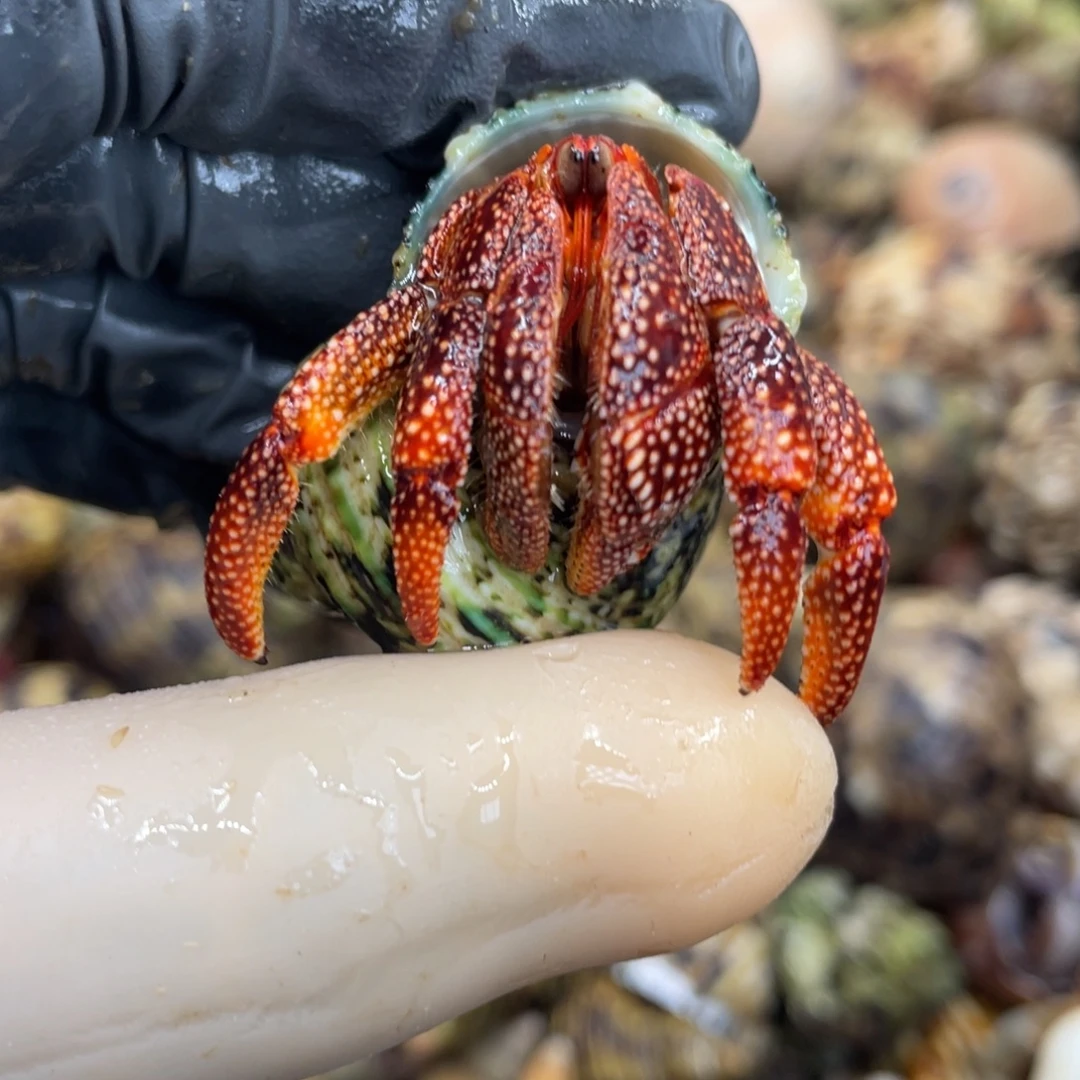 不退不换活体宠物201