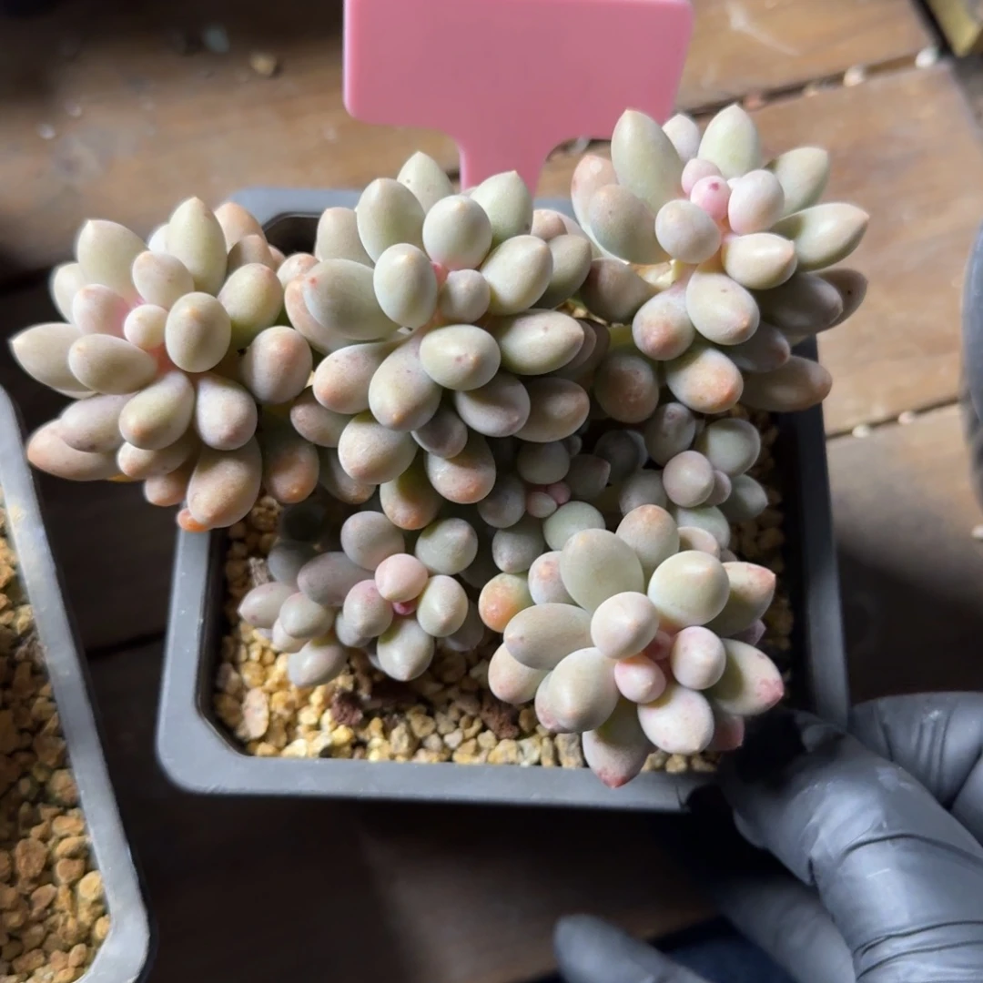 中号桃花奶1111111111111
