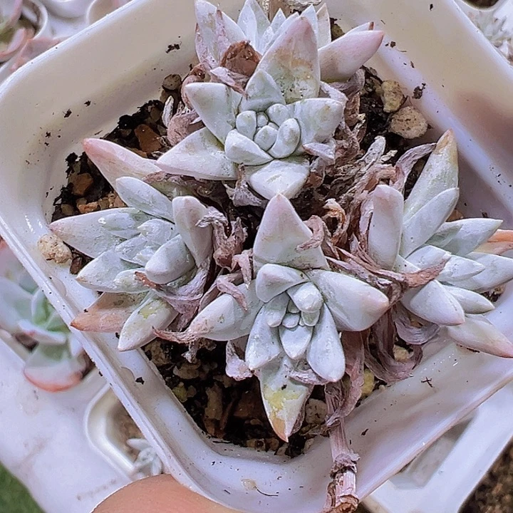 白菊19包邮多肉植物