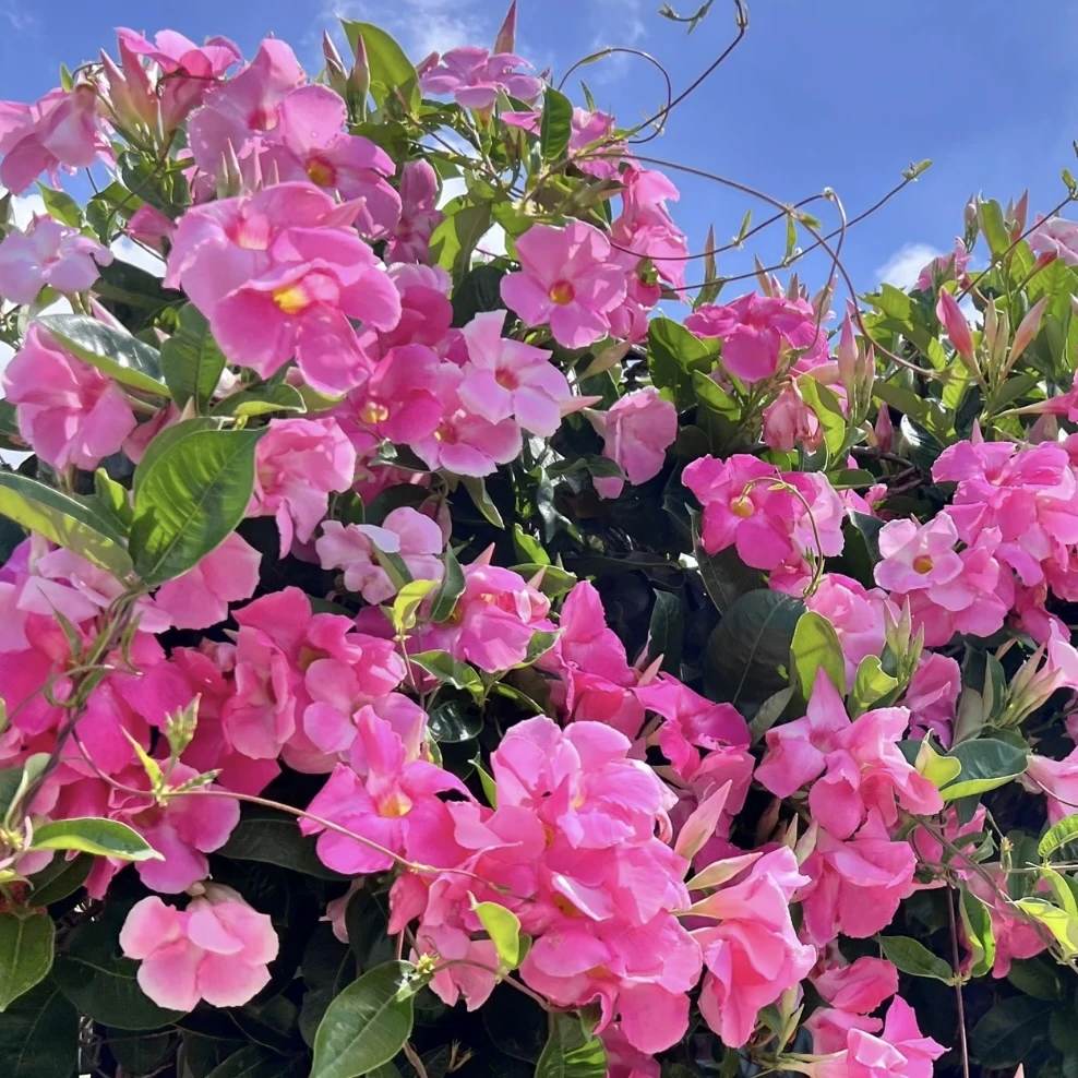 粉色飘香藤庭院阳台易爆花花期长多年生爬藤植物易养护