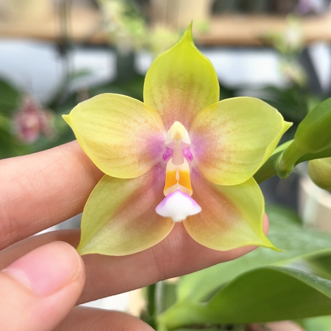 完全开放2.5寸鹰隼彩虹开花株
