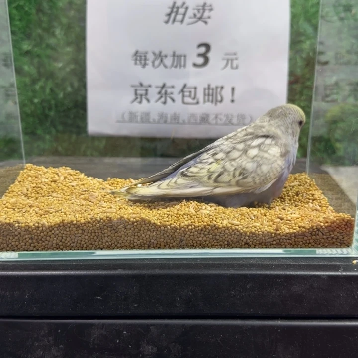 虎皮鹦鹉大头虎皮鹦鹉