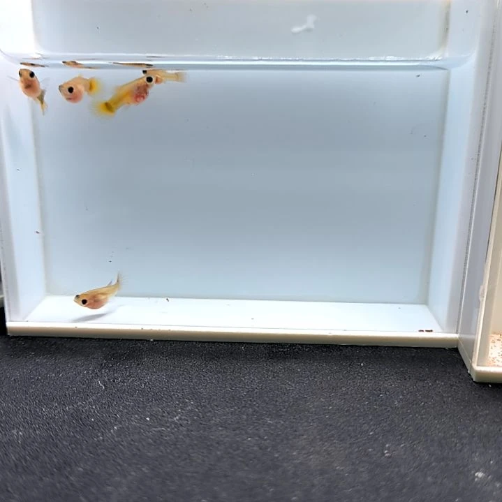 孔雀鱼黄金玻璃猫球体苗子6条含一条被损。
