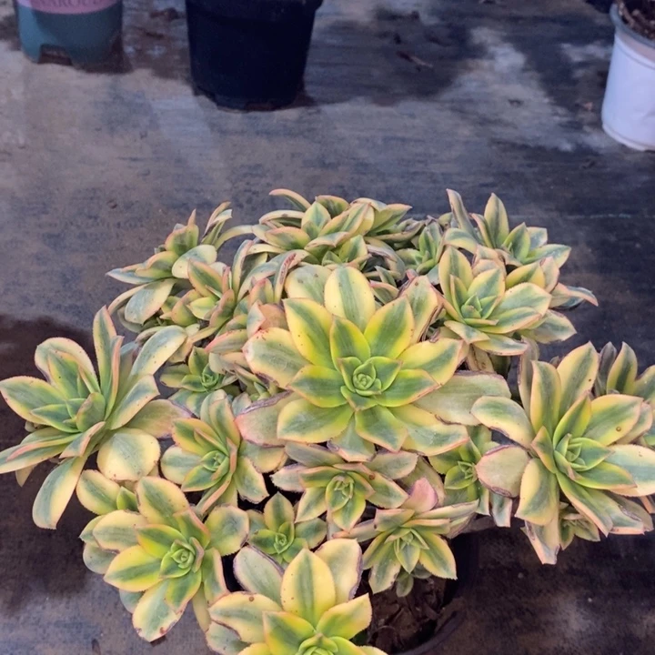 星爆多肉植物33。