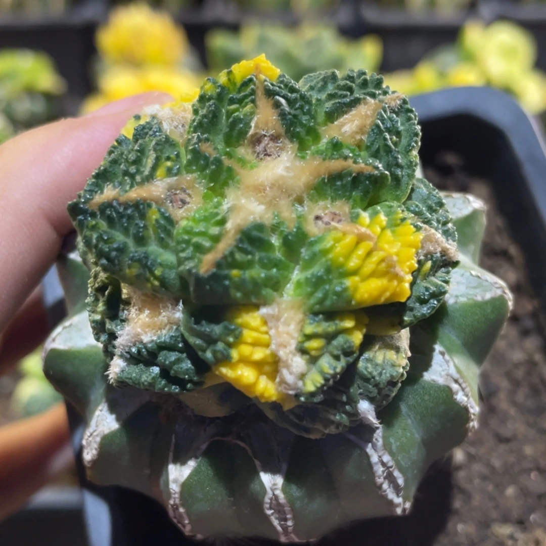 全部花朵散斑龟甲牡丹锦 仙人球