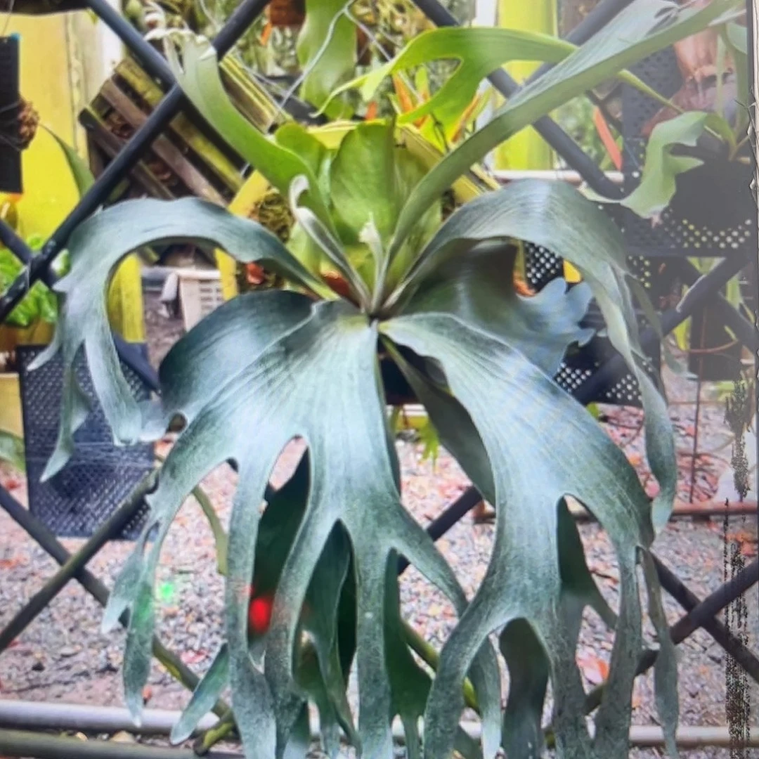 不开花植物wanna海豚侧芽