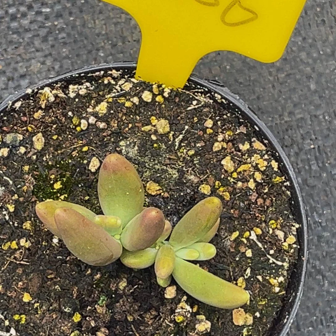 0356号上午多肉植物群生多肉