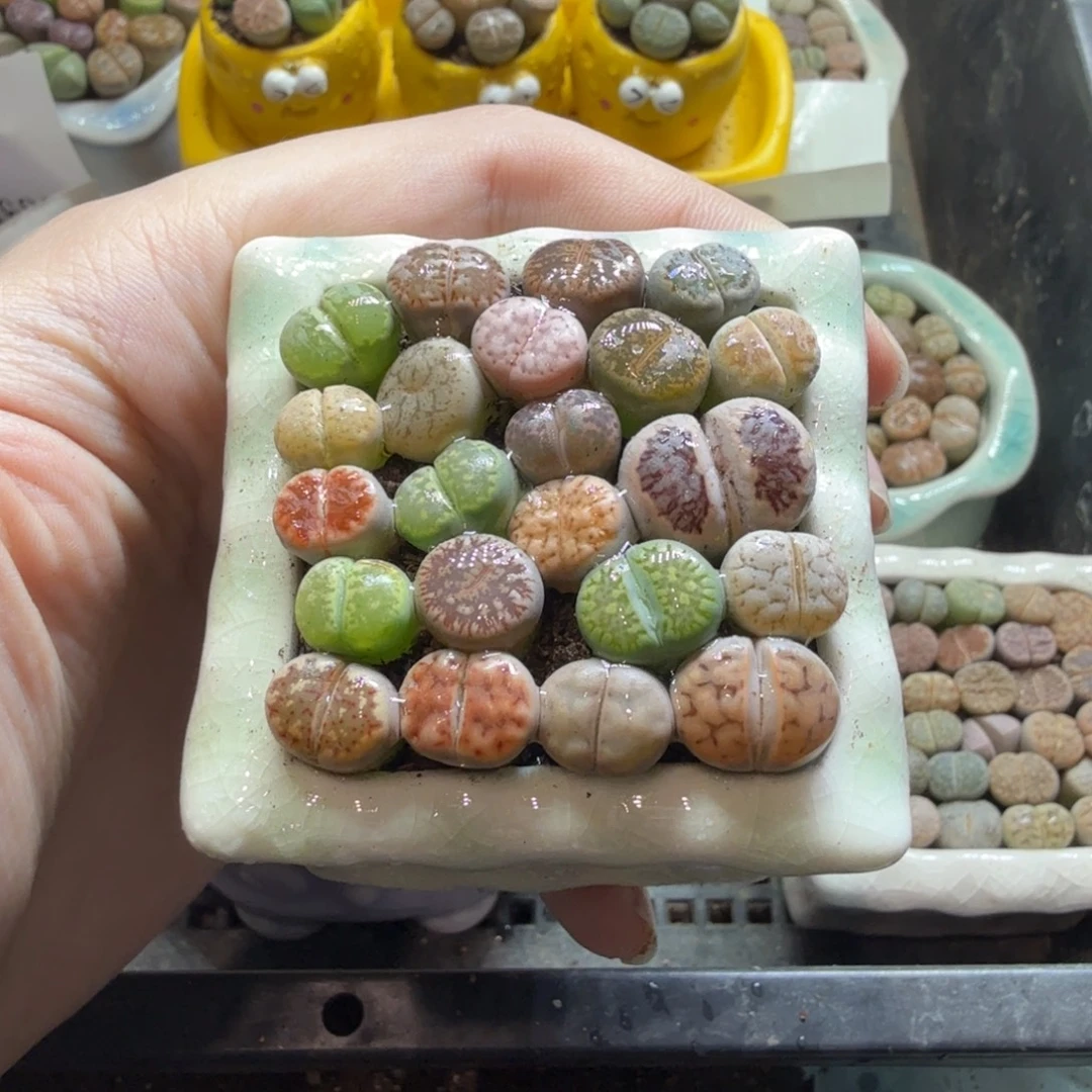 多肉葡萄的味道真的很635