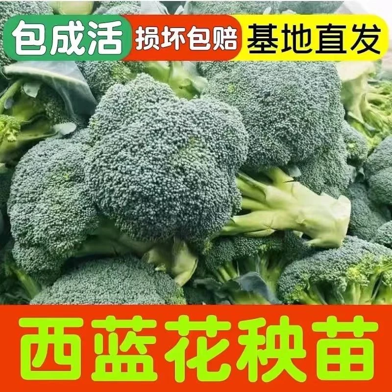 花菜苗西蓝花苗甘蓝苗菜花苗大头苗抗寒高产西兰花苗青梗菜花苗