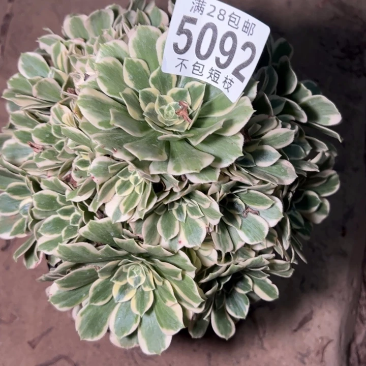 迈巴赫多肉植物法师5092