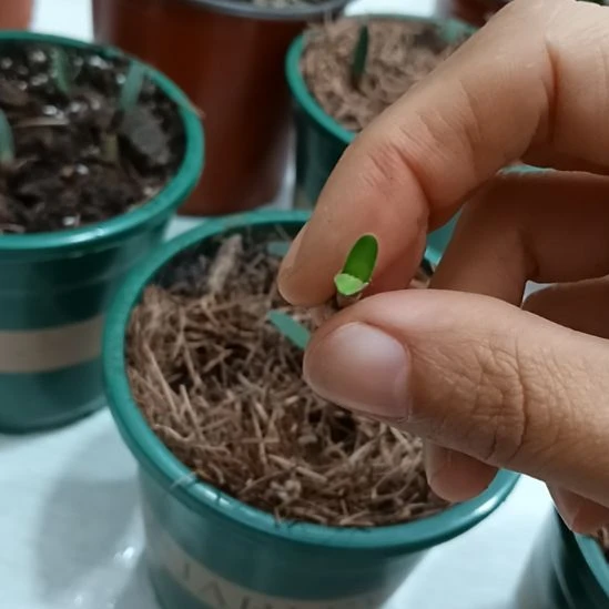 罗***光无花朵特色花卉君子兰小苗