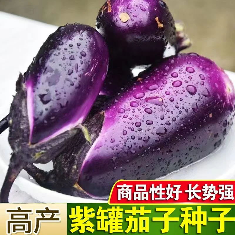 【全店满6包包邮】紫罐茄种子