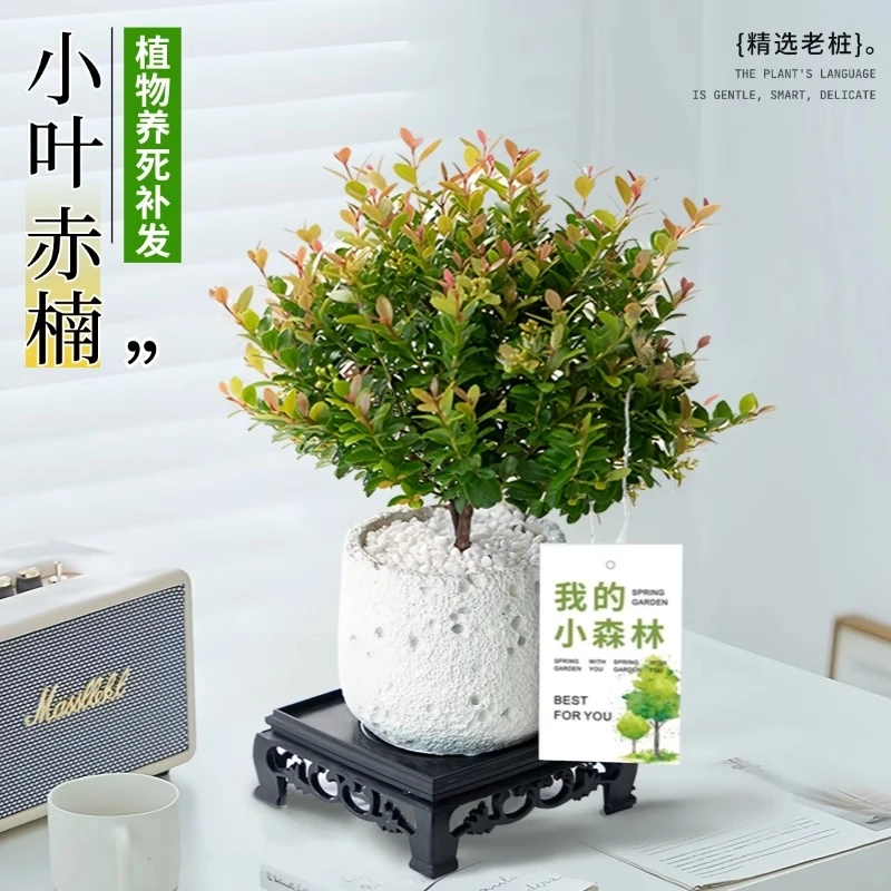 小叶赤楠老桩盆栽盆景植物室内客厅花卉桌面摆件绿植四季青美观花