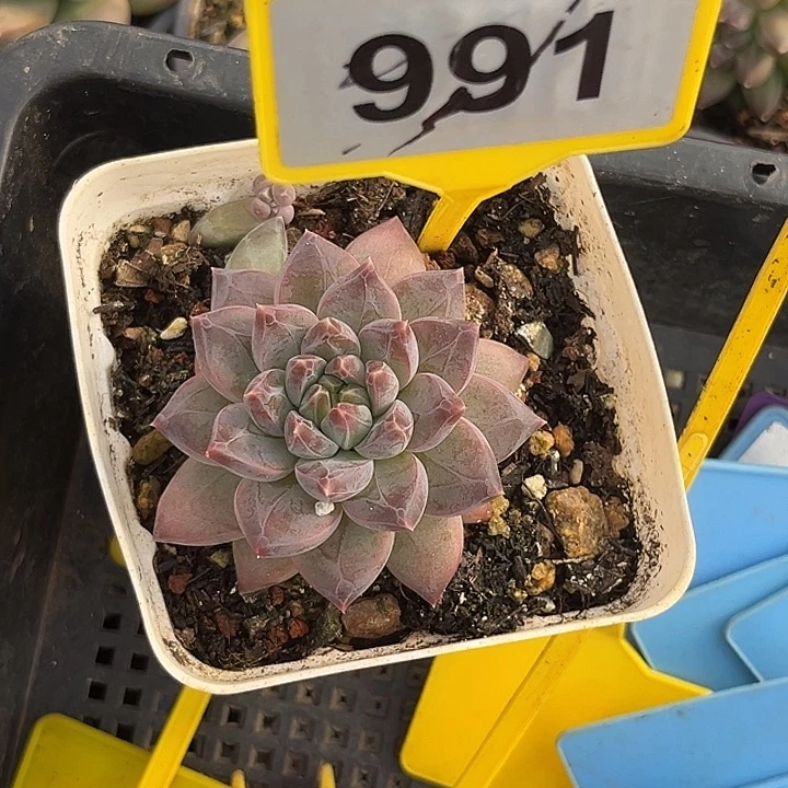 多肉植物A8美人991