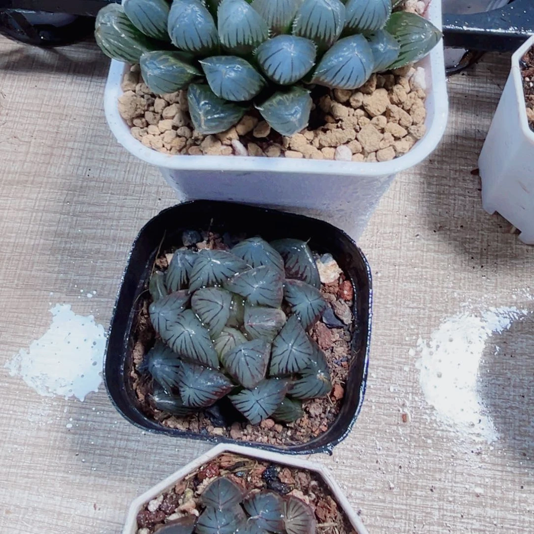 三颗漂亮玉露多肉植物