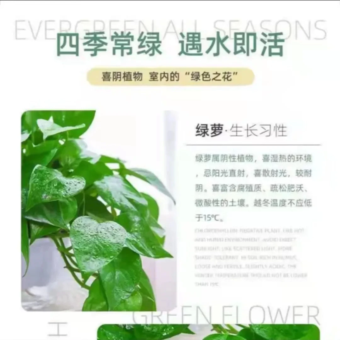 室内大叶绿萝长藤盆栽吸除甲醛净化空气好养绿植