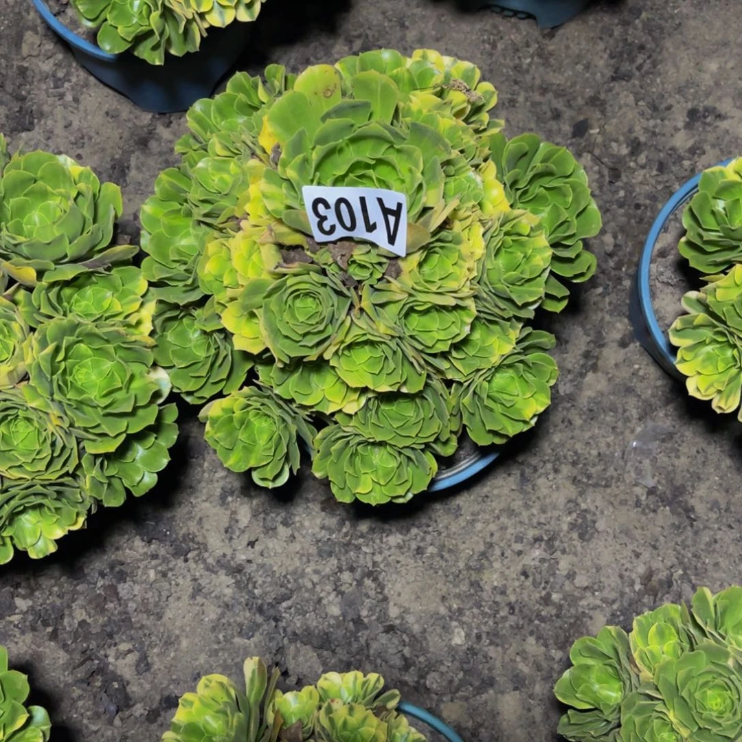 五色琉璃16/////49包邮