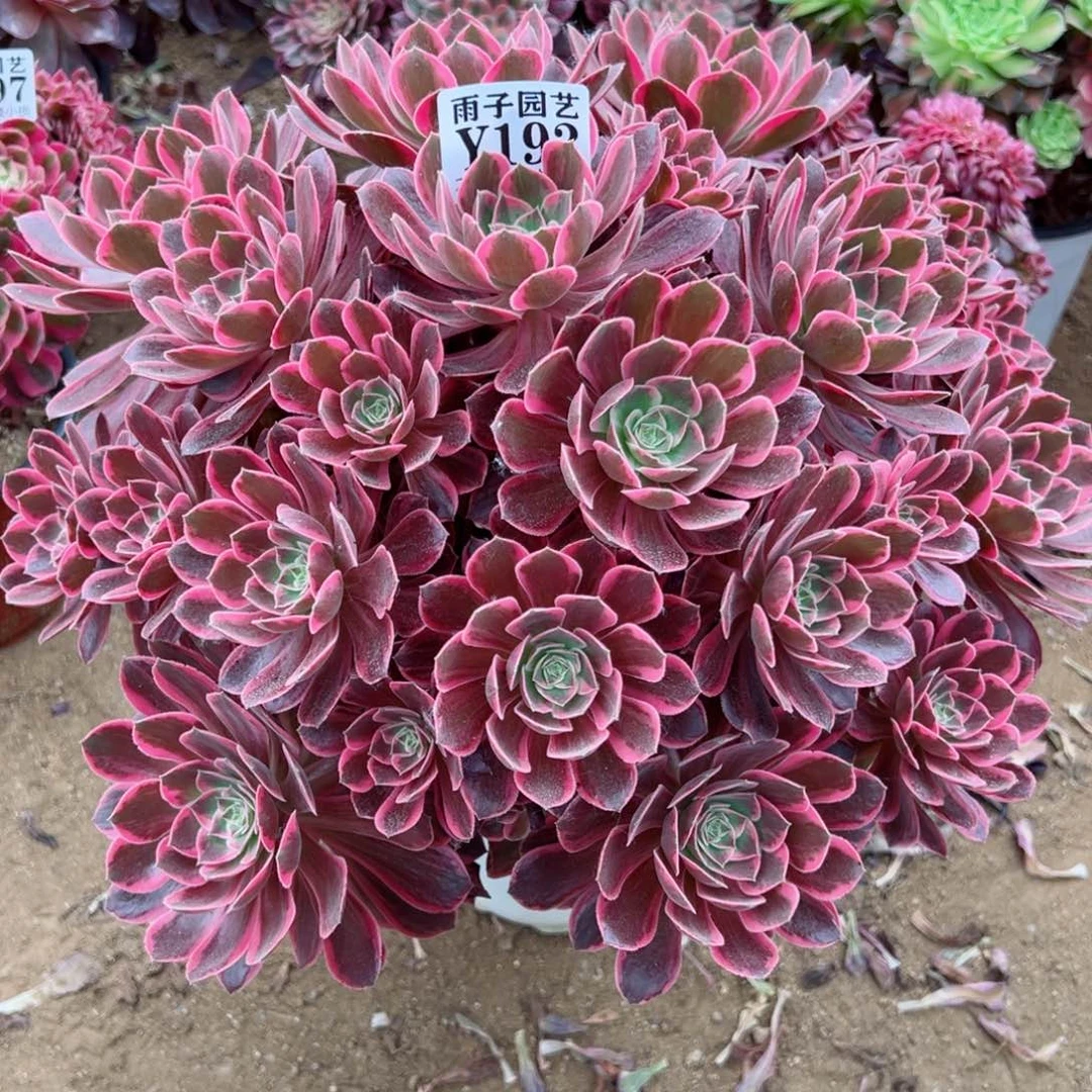 193浣纱尺寸40左右追光特价